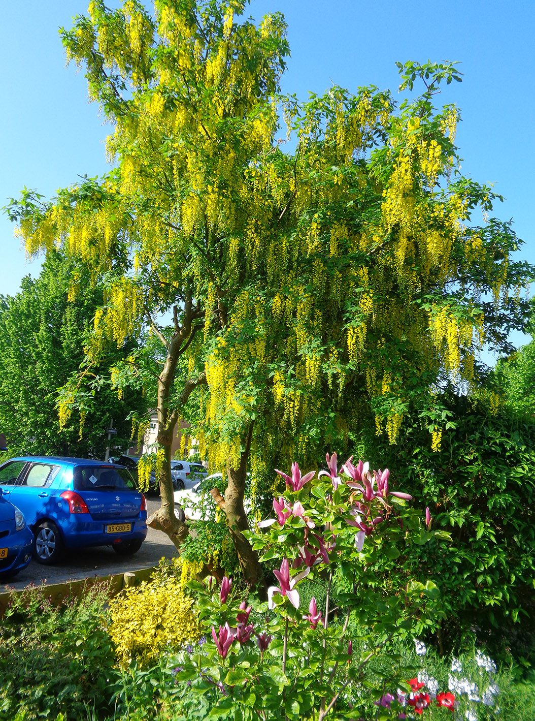 17-05-15goudenregen
