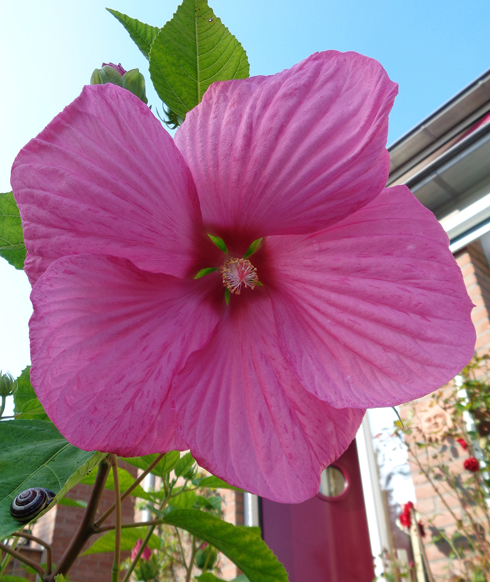 17-09-28 hibiscus