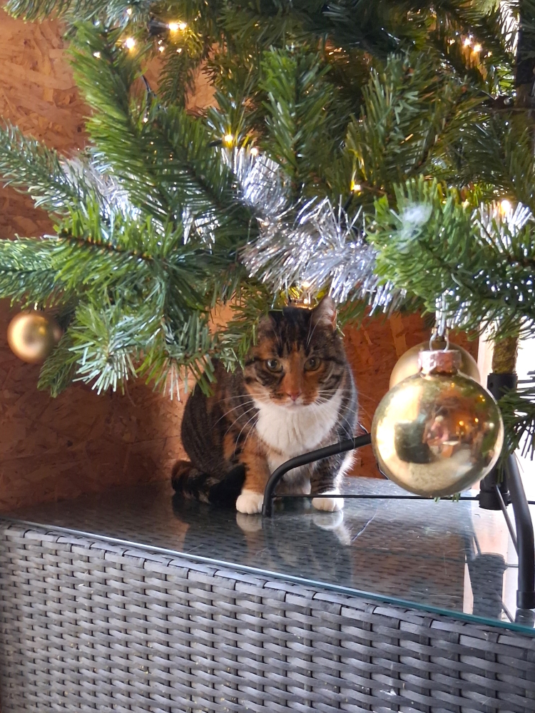 Kerst in Groningen 13 dec 2025