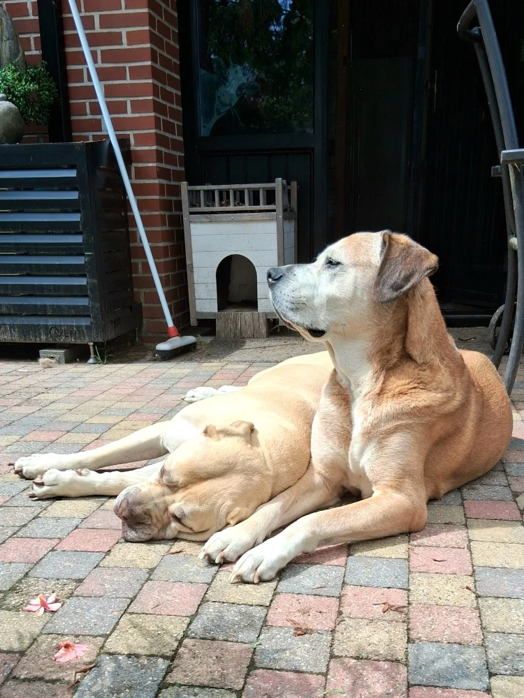 Boerderij